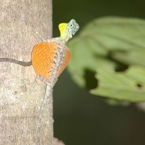 flying dragon (Draco spilonotus)