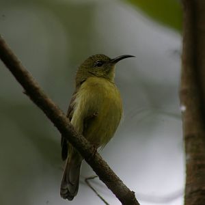 purple-throated sunbird (Nectarinia sperata)
