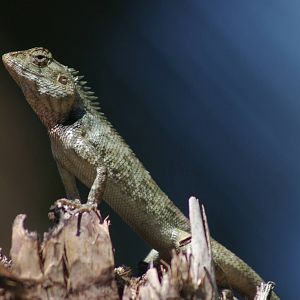 changeable lizard (Calotes versicolor)