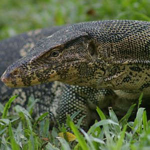 water monitor (Varanus salvator)