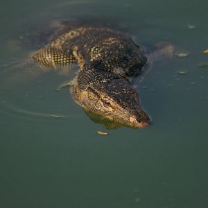 water monitor (Varanus salvator)