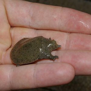 baby softshell turtle