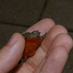 baby softshell turtle