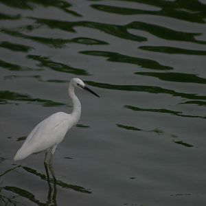 little egret (Egretta garzetta)