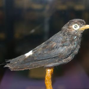 white-eyed river martin (Pseudochelidon sirintarae)