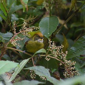 chestnut-tailed minla (Minla strigula)