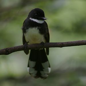 Asian pied fantail (Rhipidura javanica)
