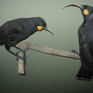 huia (Heteralocha acutirostris)
