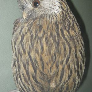 laughing owl (Sceloglaux albifacies)