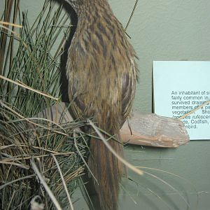 Chatham Islands fernbird (Bowdleria rufescens)