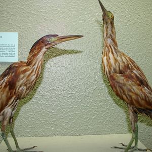 New Zealand little bittern (Ixobrychus novaezelandiae)