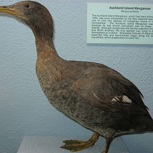 Auckland Islands merganser (Mergus australis)