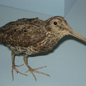 Stewart Island snipe (Coenocorypha aucklandica iredalei)