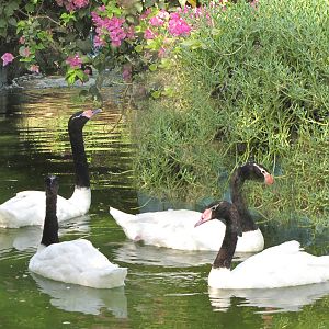 black necked swan