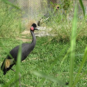 black crowned crane