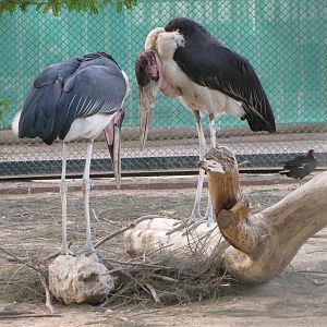 marabou stork
