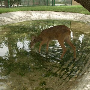 chinese water deer