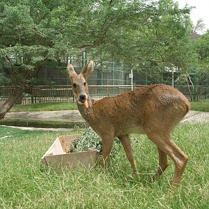 chinese water deer