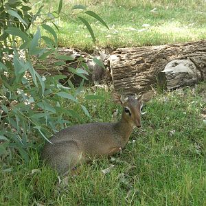 dik-dik