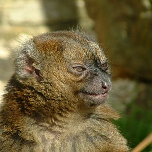 Greater Bamboo Lemur - April 2010