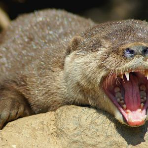 Asian Small-clawed Otter