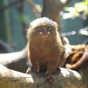 Pygmy Marmoset
