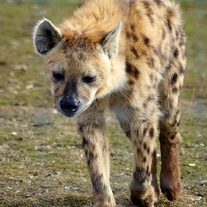 Spotted Hyena