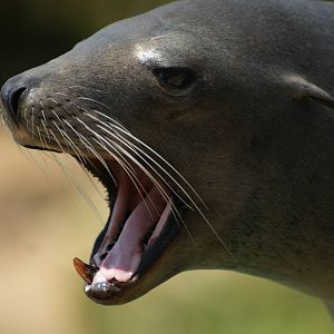 California Sea Lion