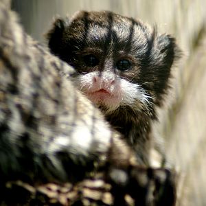 Emperor Tamarin