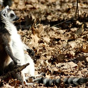 Ring-tailed Lemur
