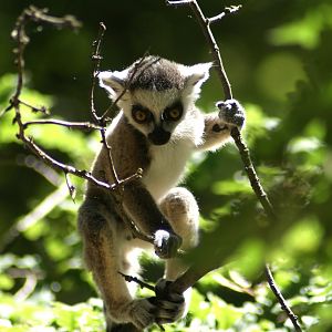Ring-tailed Lemur