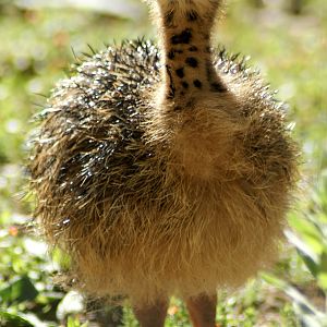 Ostrich Chick