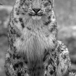 Snow Leopard