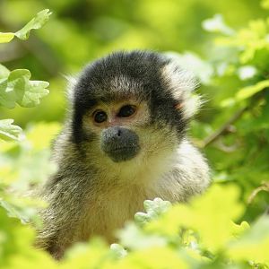 Black-capped Squirrel Monkey