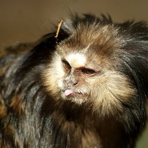 Black-pencilled Marmoset