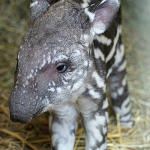 Brazilian Tapir