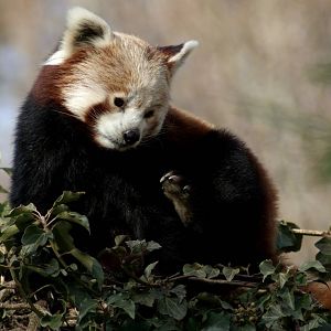 Red Panda