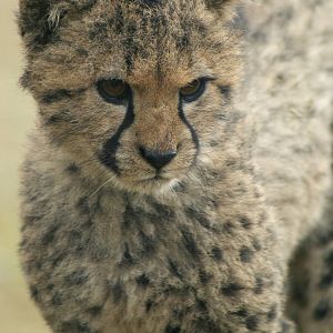 Cheetah Cub