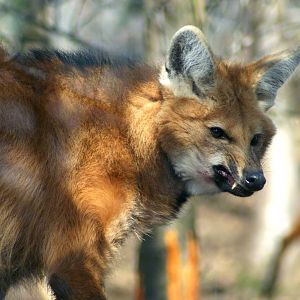 Maned Wolf