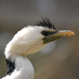 little pied cormorant