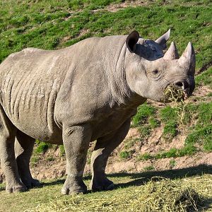 Black Rhino - Chester Zoo 21/04/2010