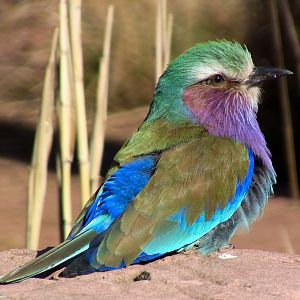 Lilac Breasted Roller - Chester Zoo 21/04/2010
