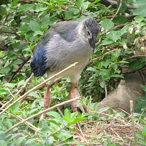 purple gallinule