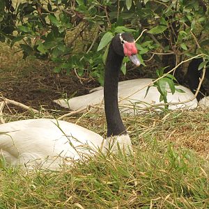 black-neeked swan