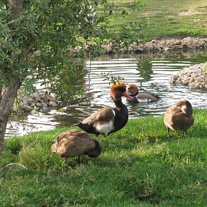 red-crested pochard