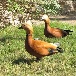 ruddy shelduck