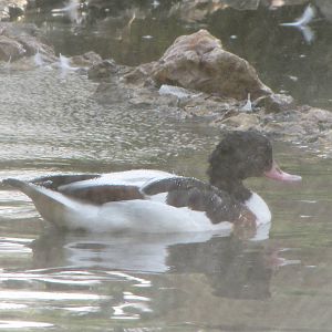 common shelduck