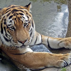Amur (Siberian) Tiger