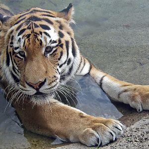 Amur (Siberian) Tiger