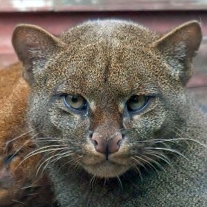 Jaguarundi